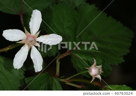 Natural plant Nigaichigo, flower petals are elongated and feeble flowers. The fruit can be sweet but seeds seem to be bitter 40763024