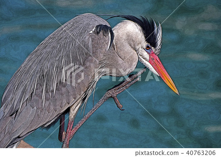 Gray heron 40763206