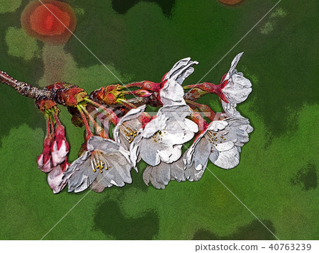 櫻花 40763239