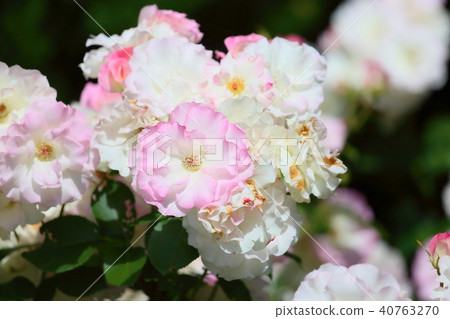 Early Summer Rose Matilda Flower 40763270