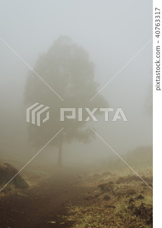 Silhouette of trees in milky fog on the bottom of cove Vulcan creator . Santo Antao. Cape Verde 40763317