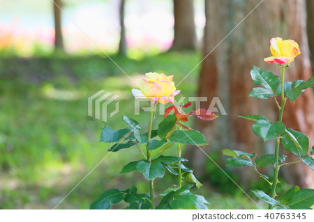 Early summer roses Bella Roman flowers 40763345