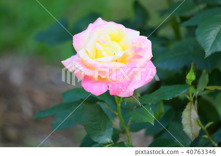 Early summer roses Bella Roman flowers 40763346