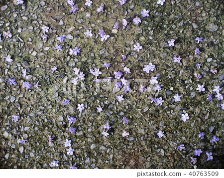 beautiful blue purple soft nice flowers on floor beautiful blue purple soft nice flowers on floor 40763509