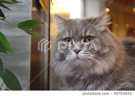 貓貓CAT 貓貓CAT 40763643