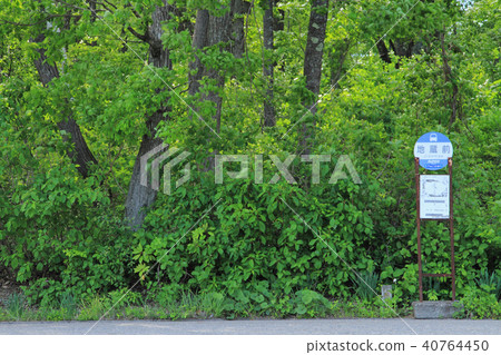 Image of Totoro next to the bus stop in the forest 40764450