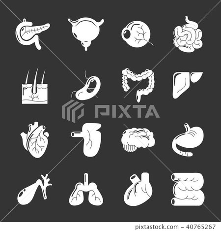 Internal human organs icons set grey vector - Stock Illustration ...