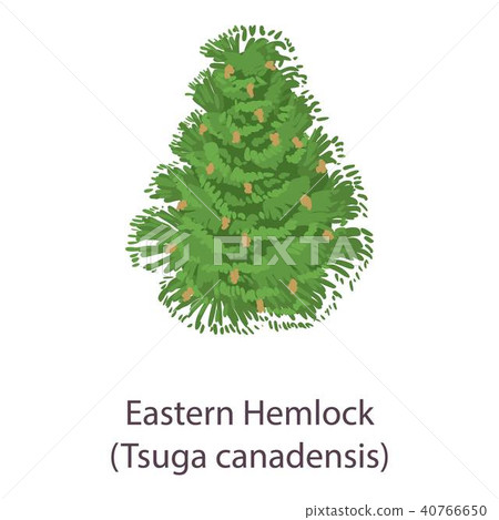 Eastern hemlock icon, flat style Eastern hemlock icon, flat style 40766650