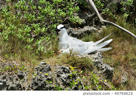 Breeding season of Miyakojima / Terns Breeding season of Miyakojima / Terns 40768628