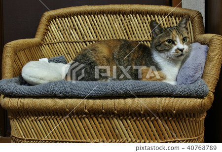 Cat Cat 40768789