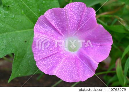 Flower of morning glory 40768979
