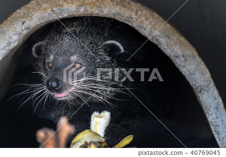 Asian Palm Civet 40769045