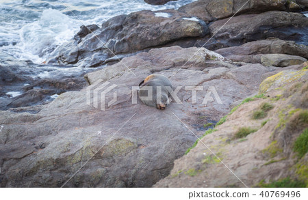 Seal sleeping on the rock. 40769496