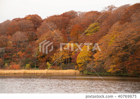 Onuma pond in beautiful autumn season. Onuma pond in beautiful autumn season. 40769875