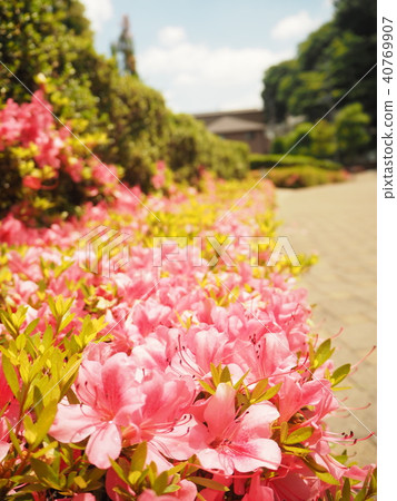 Azalea's way Azalea's way 40769907