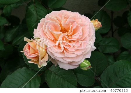 rose rose 40770313