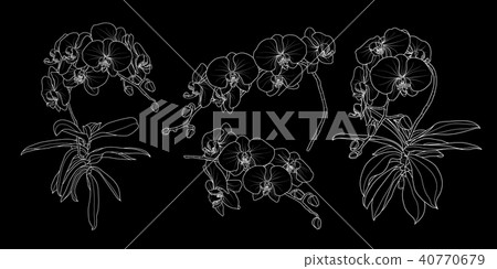 Set of isolated orchid branch in 4 styles set 1. 40770679