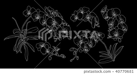 Set of isolated orchid branch in 5 styles set 2. 40770681