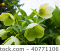 white, bloom, blossom 40771106