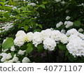 white, bloom, blossom 40771107