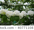 white, bloom, blossom 40771108