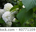 white, bloom, blossom 40771109