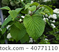 foliage, leaf, leafs 40771110