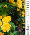 bloom, blossom, blossoms 40771111