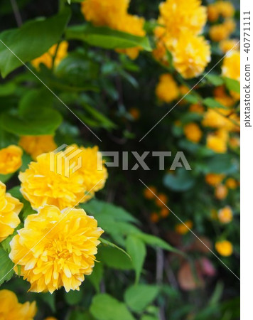 bloom, blossom, blossoms 40771111
