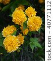 bloom, blossom, blossoms 40771112