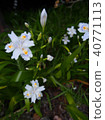 white, bloom, blossom 40771113