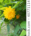 bloom, blossom, blossoms 40771114