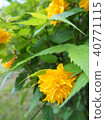 bloom, blossom, blossoms 40771115