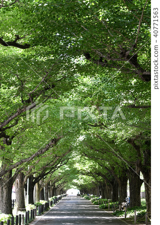 Tokyo's cityscape in Japan Japanese ginkgo trees (Jingu Gaien) 40771563