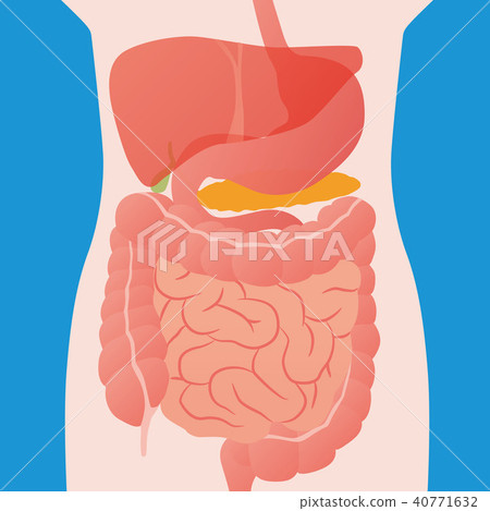 Human digestive system 40771632
