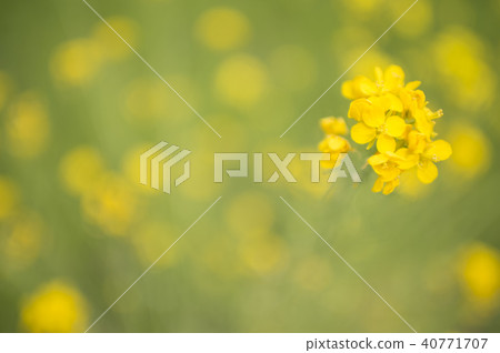 強姦花2 40771707