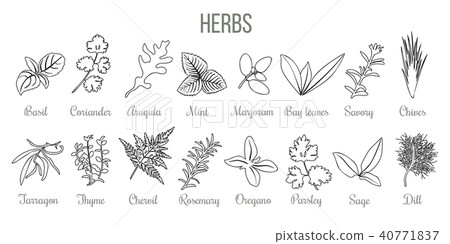 Set of popular culinary herbs. icon sketch Set of popular culinary herbs. icon sketch 40771837