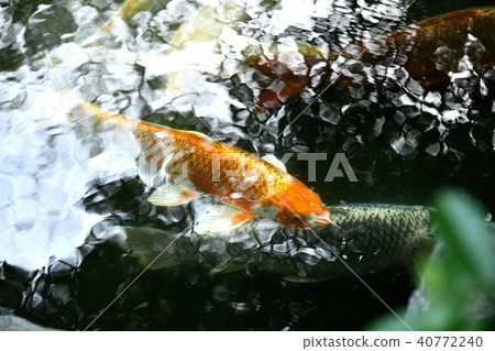 鯉魚 鯉魚 40772240