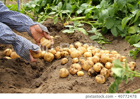 Harvest of new potatoes (Kitakyari) 40772478
