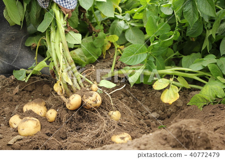 新土豆的收穫（Kita akari） 40772479