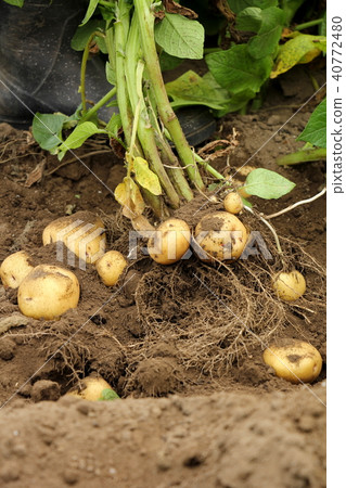 Harvest of new potato (Kita akari) 40772480