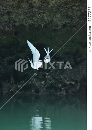 宮古島/燕鷗的繁殖季節 宮古島/燕鷗的繁殖季節 40772774