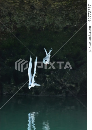 宮古島/燕鷗的繁殖季節 40772777