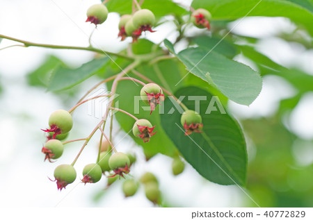 June Berry that has started to change color June Berry that has started to change color 40772829