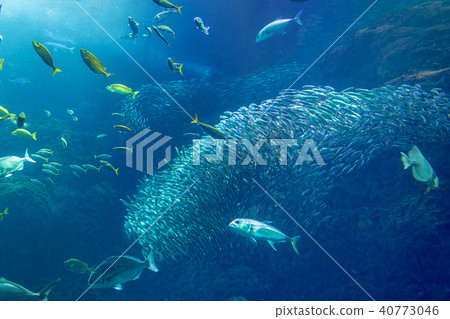 江之島水族館(水族館) 江之島水族館(水族館) 40773046