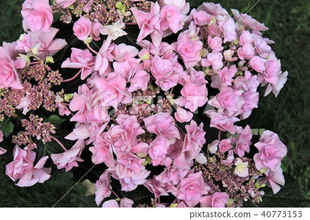 hydrangea   40773153