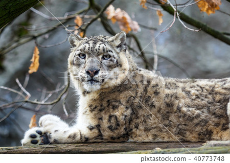 Snow leopard - Irbis (Panthera uncia). Snow leopard - Irbis (Panthera uncia). 40773748
