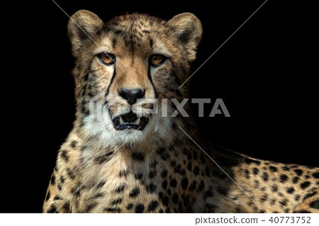 Cheetah portrait (Acinonyx jubatus) Cheetah portrait (Acinonyx jubatus) 40773752