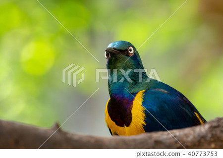 Golden-breasted Starling, Cosmopsarus regius 40773753