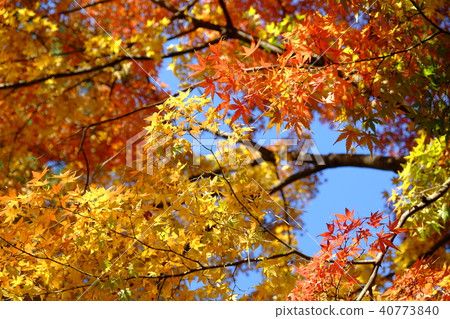 Scenery of autumn leaves 40773840